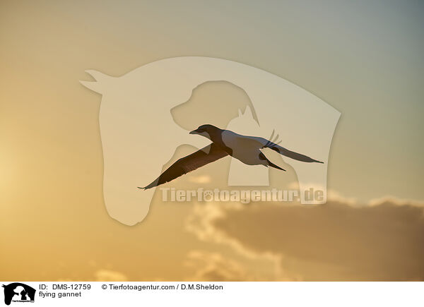 fliegender Basstlpel / flying gannet / DMS-12759