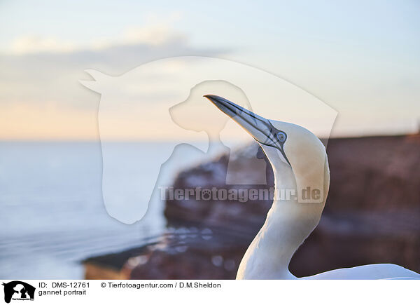 Basstlpel Portrait / gannet portrait / DMS-12761