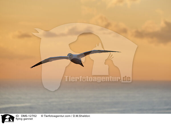 fliegender Basstlpel / flying gannet / DMS-12762