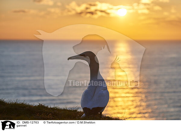 Basstlpel / gannet / DMS-12763