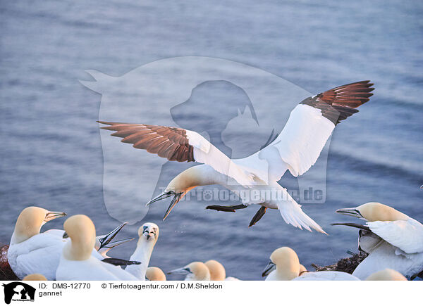 Basstlpel / gannet / DMS-12770
