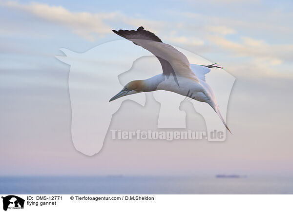fliegender Basstölpel / flying gannet / DMS-12771