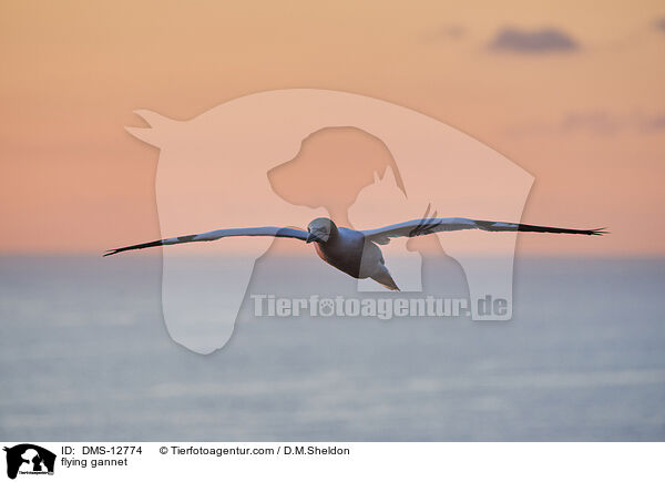 fliegender Basstlpel / flying gannet / DMS-12774