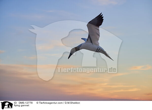 fliegender Basstlpel / flying gannet / DMS-12778