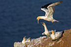 northern gannet