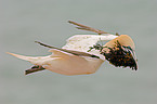 flying northern gannet