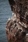 gannet