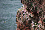 gannet