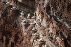 gannet