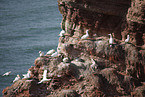 gannet