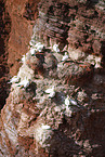 gannet