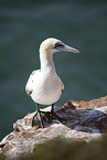 gannet