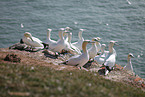 gannet