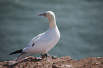 gannet