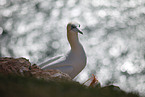 gannet
