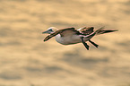 northern gannet
