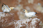 northern gannets