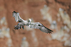 northern gannet