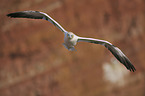 northern gannet