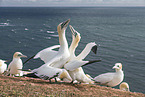 northern gannets