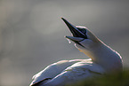 northern gannet