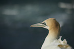 northern gannet