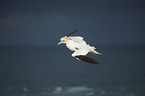 northern gannet