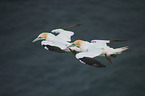 northern gannet