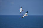 northern gannet