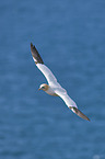 northern gannet