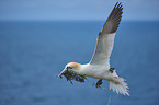 northern gannet