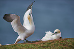 northern gannet