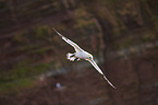 northern gannet