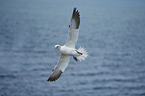 northern gannet