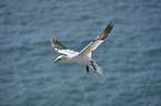 northern gannet