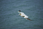 northern gannet