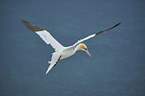 northern gannet