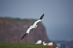 northern gannet