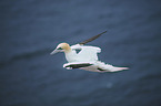 northern gannet