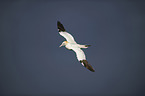 northern gannet