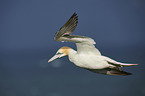 northern gannet