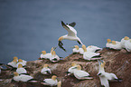 northern gannet