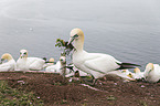 northern gannet