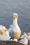northern gannet