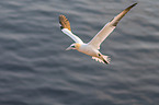 northern gannet