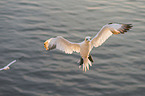 northern gannet