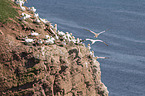 northern gannet