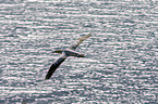 northern gannet