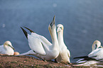 northern gannet