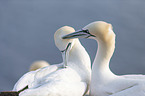 northern gannet
